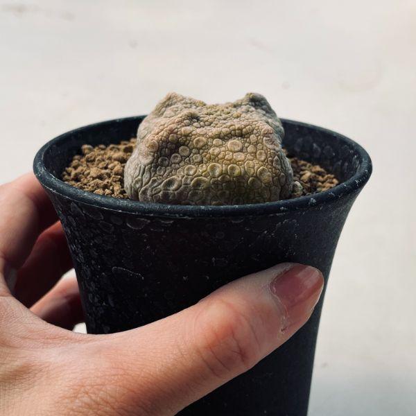 多肉植物：プセウドリトス クビフォルミス*幅5cm 現品！一品限り