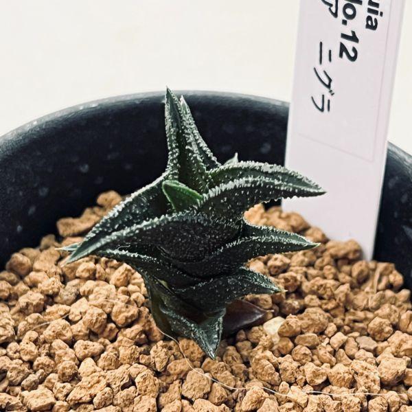 多肉植物：ハオルチア ニグラ No.12*幅3.5cm : 遊恵盆栽 Yahoo!店