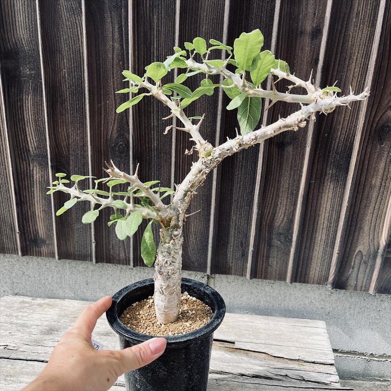 コーデックス：セサモタムナス ブッセアヌス*葉幅31cm 現品