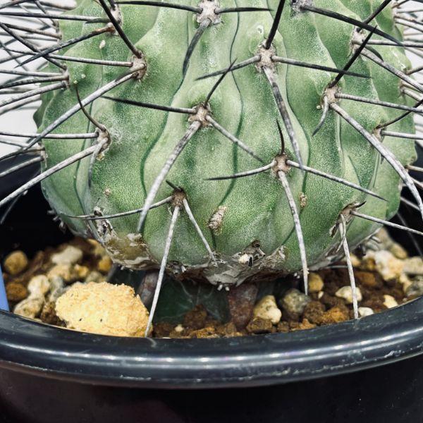 サボテン：コピアポア ハセルトリニアナ 逆鱗丸 ツギ*幅8cm 現品！一品