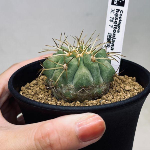サボテン：コピアポア ハセルトリニアナ 逆鱗丸 実生*幅4.5cm 現品