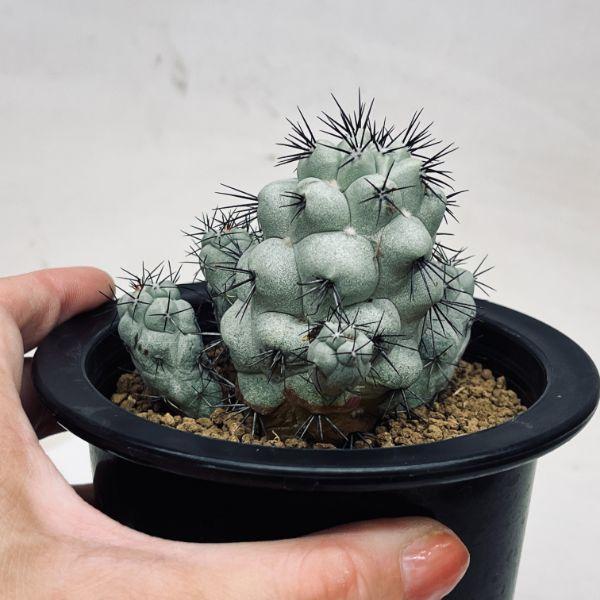 サボテン：オルテゴカクタス マクドガリー 実生*幅8cm 現品