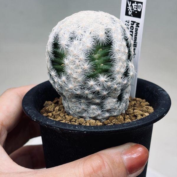 マミラリア - ルエッティ　サボテン カキコ Mammillaria luethyi マミラリア ルエッティ サボテン | plants MARU