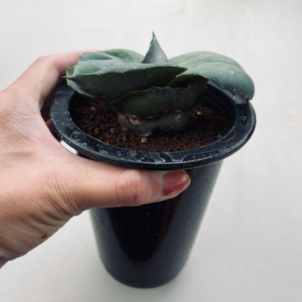 多肉植物：アガベ マルモラータ パピリオ プラタノイデス*幅10cm