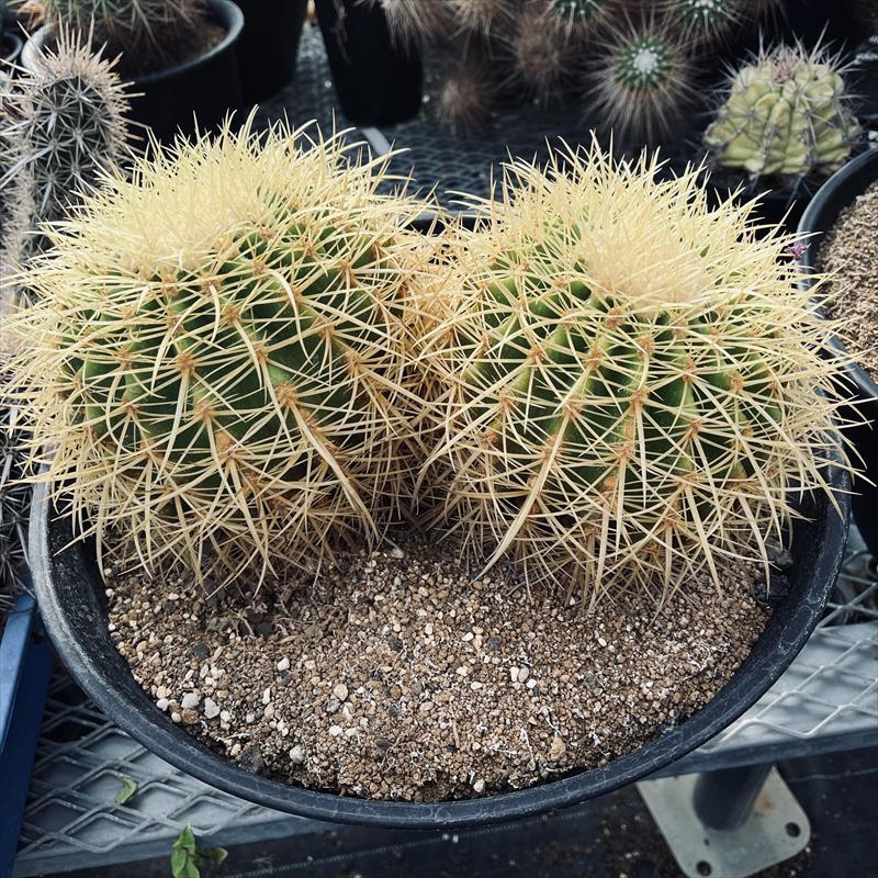 サボテン　エキノカクタ　金鯱錦　実根苗 サボテン エキノカクタ 金鯱錦 実根苗