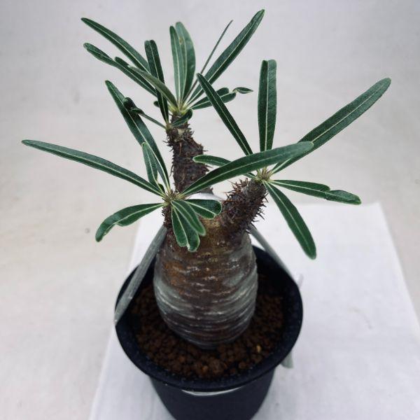 サマーセール！ 大株 パキポディウム グラキリス 綴化 コーデックス 塊根 楽天市場】コーデックス：パキポディウム グラキリス 発根済*塊根幅