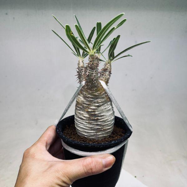 コーデックス：パキポディウム グラキリス 発根済*塊根幅5cm 現品