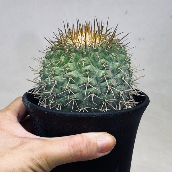 【超希少】コピアポア　コルムナアルバ　孤竜丸　実生株　自根　横幅3.2㎝ 超希少】コピアポア コルムナアルバ 孤竜丸 実生株 自根 横幅3.2㎝