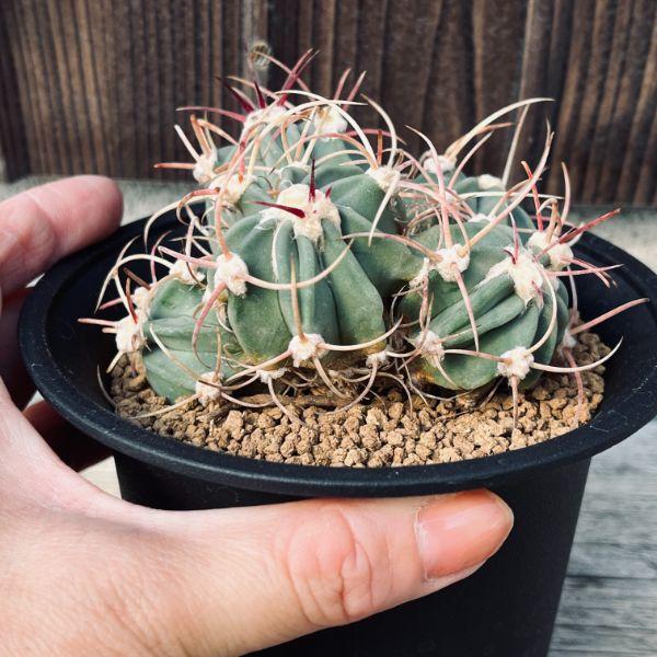 サボテン：エキノカクタス 神竜玉 ツギ*幅8cm 現品！一品限り