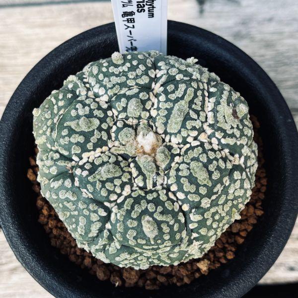 スーパー兜 ビザールプランツ 珍奇植物 接木サボテン 園芸ネット本店｜アストロフィツム：スーパー兜（かぶと）実生株 2.5号