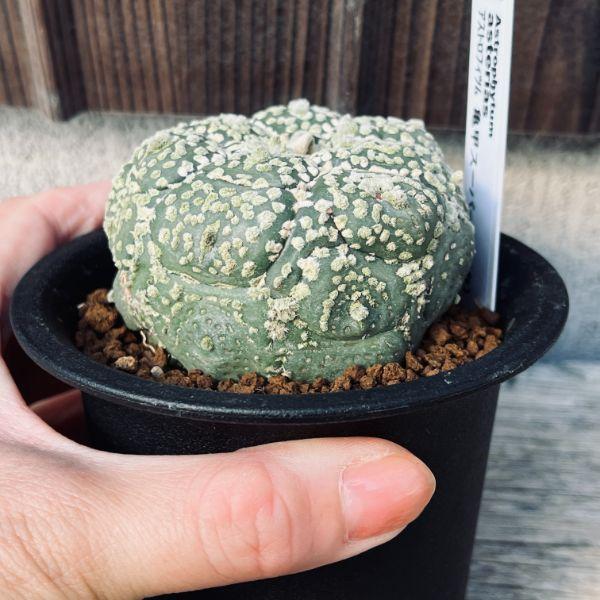 サボテン：アストロフィツム 亀甲スーパー兜 ツギ*幅6.5cm 現品！一品