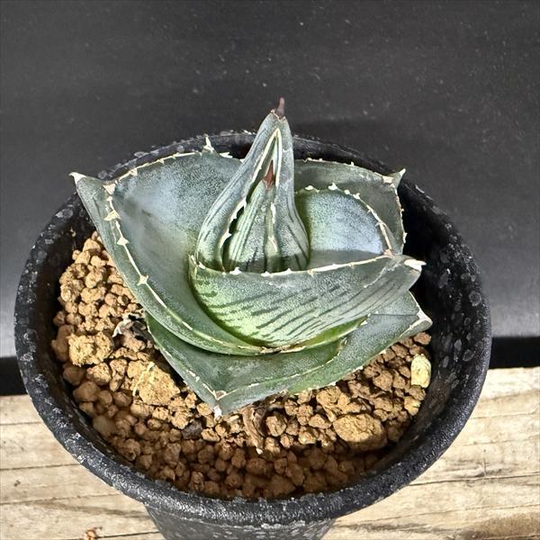多肉植物：アガベ プミラ*S 幅5cm : 遊恵盆栽 Yahoo!店 - 通販