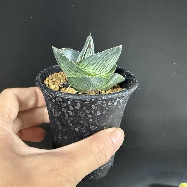 多肉植物：アガベ プミラ*S 幅5cm : 遊恵盆栽 Yahoo!店 - 通販