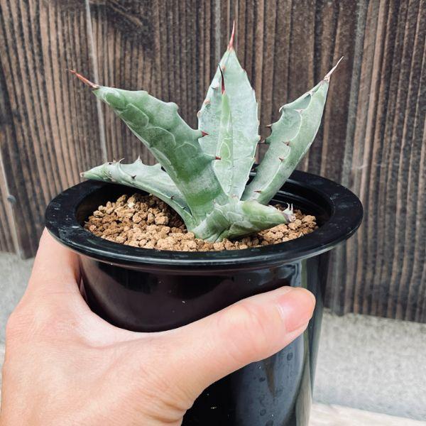 人気 多肉植物 アガベ コロラータ 親株 多肉植物 アガベ コロラータ 親株