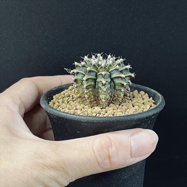 サボテン：ギムノカリキウム T-REX*S 幅4cm : 遊恵盆栽 Yahoo!店