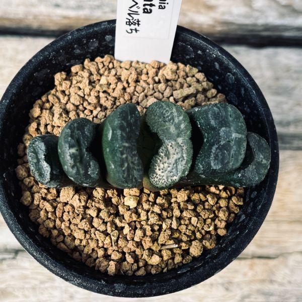 多肉植物：ハオルチア 玉扇 R（ラベル落ち）*幅6cm : 遊恵盆栽 Yahoo