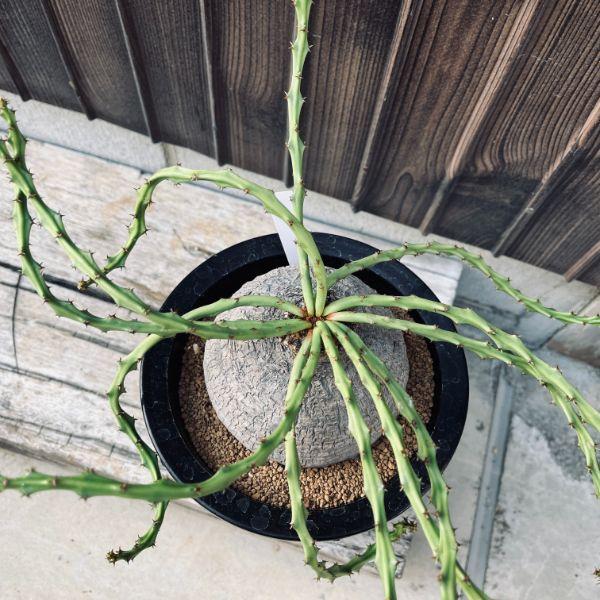 ユーフォルビア・デシドゥア 5寸 isla del pescado - Euphorbia decidua-蓬莱島