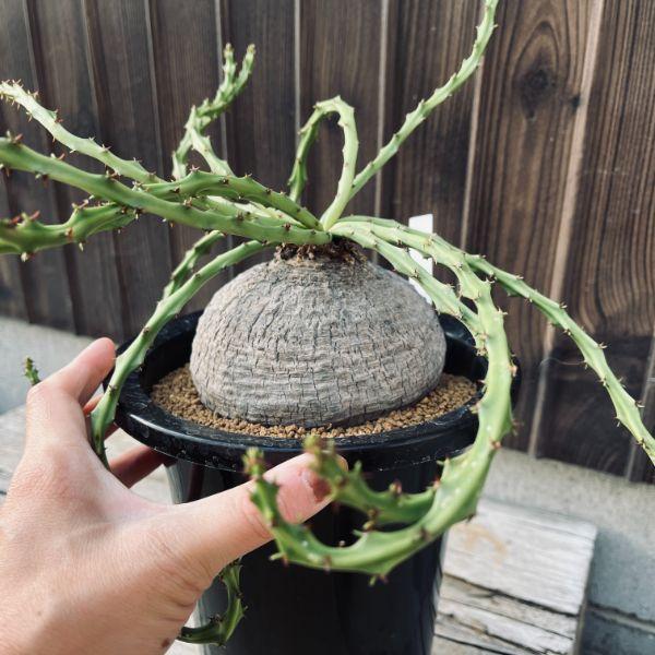 ユーフォルビア・デシドゥア 5寸 ユーフォルビア デシドゥア | hanayoshi-botanical