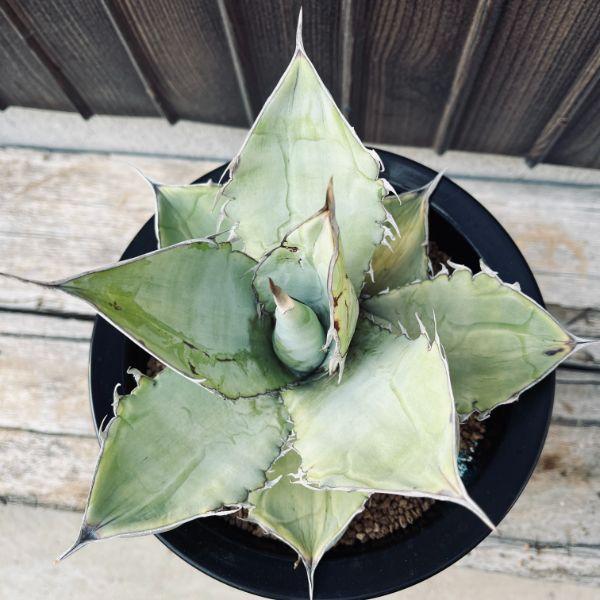 現品　アガベ　チタノタ　ホワイトアイス　強健選抜個体　鉢のまま発送 現品 アガベ チタノタ ホワイトアイス 強健選抜個体 鉢のまま発送 アガベ