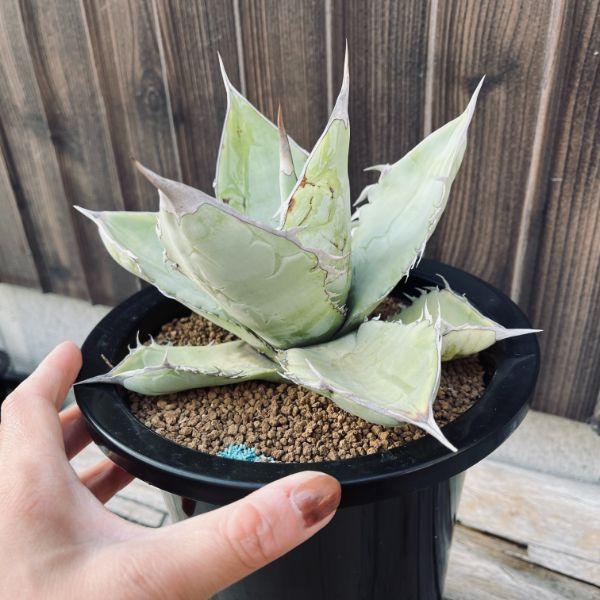 アガベ チタノタ　ホワイトアイス　中斑 アガベ・チタノタ「ホワイト・アイス」 5号ポット | | アガベ