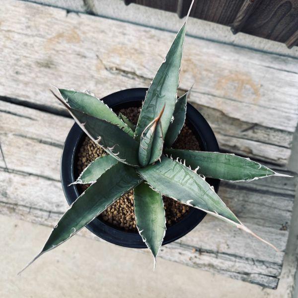 多肉植物：アガベ 帝釈天*幅18cm 現品！一品限り : 遊恵盆栽 Yahoo