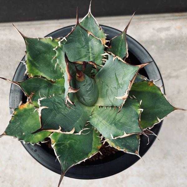 多肉植物：アガベ チタノタ錦 覆輪*幅19cm 現品！一品限り : 遊恵
