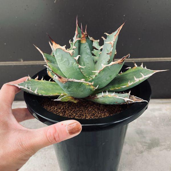 多肉植物：アガベ チタノタ錦 覆輪*幅19cm 現品！一品限り : 遊恵
