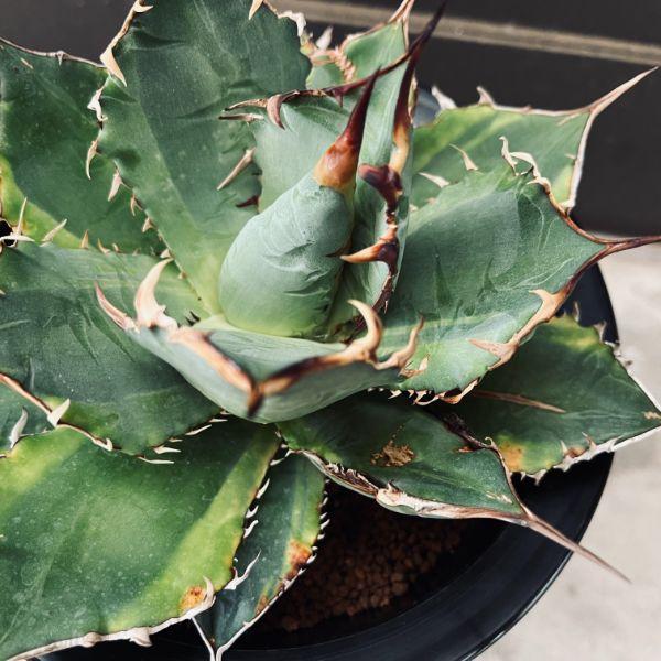 多肉植物：アガベ チタノタ錦 覆輪*幅19cm 現品！一品限り : 遊恵