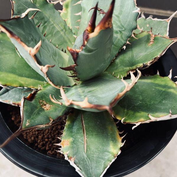 多肉植物：アガベ チタノタ錦 覆輪*幅19cm 現品！一品限り : 遊恵