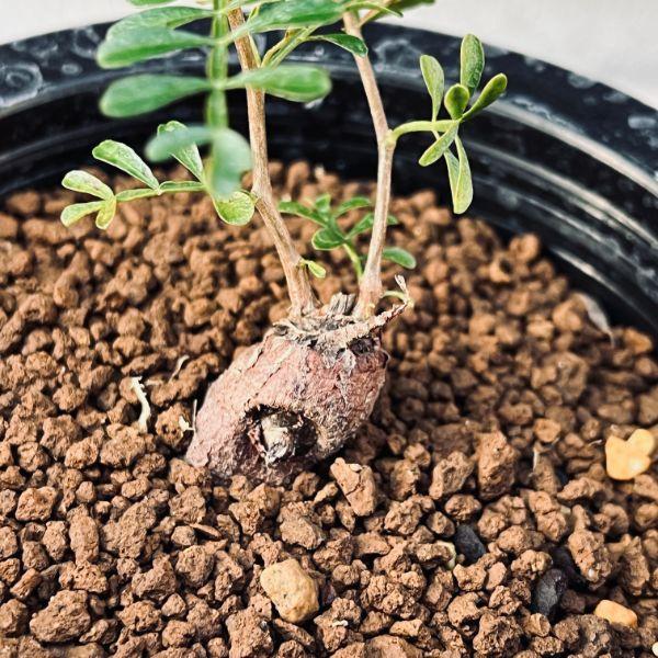 オペルクリカリア パキプス (根挿し) 塊根植物 コーデックス コーデックス：オペルクリカリア パキプス 根挿し*葉幅8cm 現品