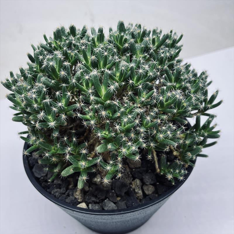多肉植物 中型鉢植え 緑と紫の葉*3 多肉植物 中型鉢植え 緑と紫の葉*3 楽天市場】（観葉植物）多肉3