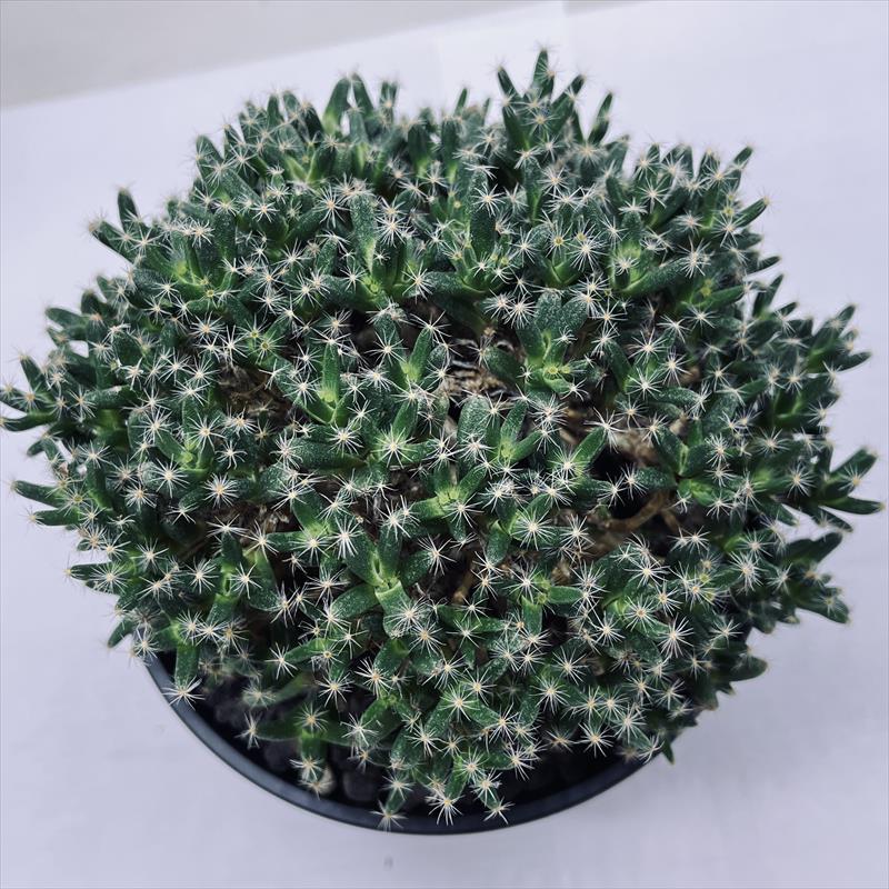 多肉植物 中型鉢植え 緑と紫の葉*3 楽天市場】ミニ多肉！ 『 おまかせ 3品種セット 』 7.5〜9cm