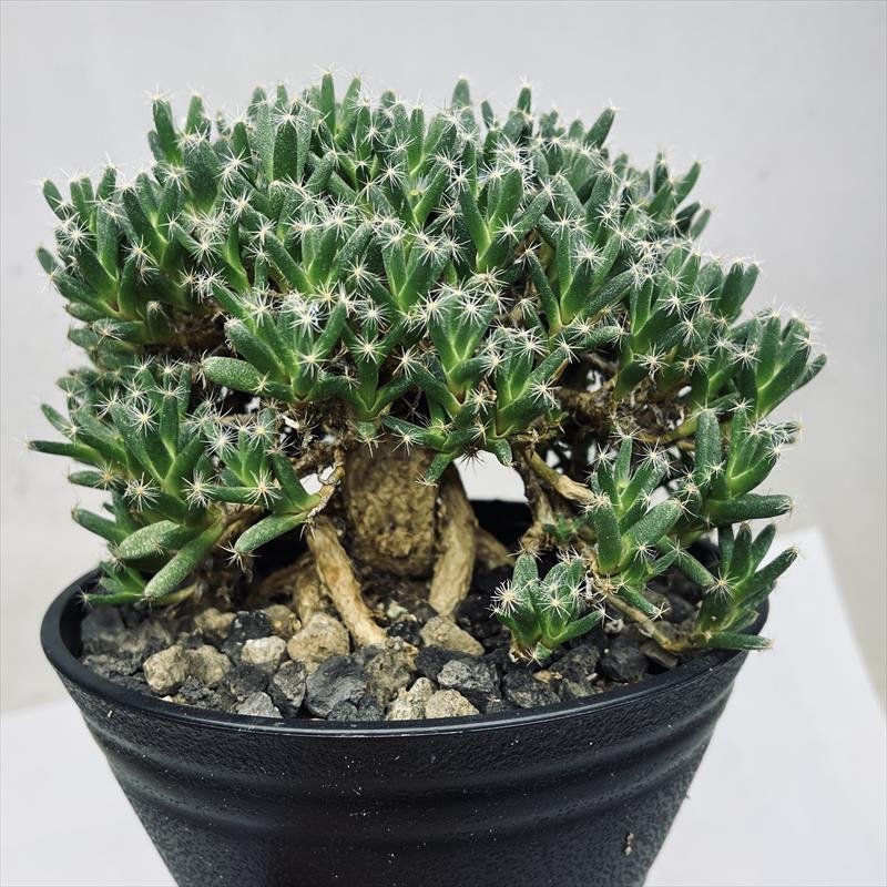 多肉植物：トリコディアデマ 紫晃星*葉幅15cm : 遊恵盆栽 Yahoo!店