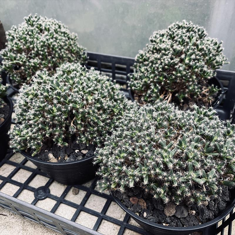 多肉植物 紫晃星♡抜き苗(^○^)