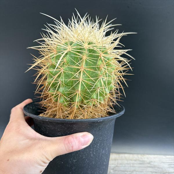 サボテン：エキノカクタス 白刺金鯱*幅10cm 現品！一品限り