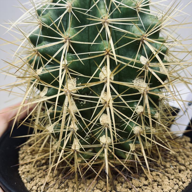 サボテン：エキノカクタス 白刺金鯱*幅8cm 現品！一品限り ※側面