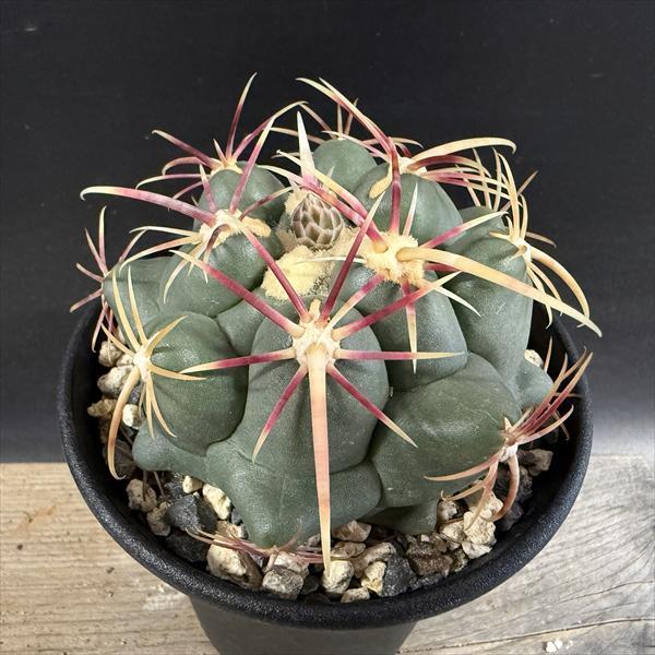 サボテン：テロカクタス 紅鷹 実生*幅8cm : 遊恵盆栽 Yahoo!店