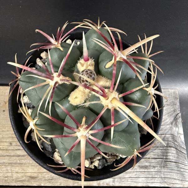 サボテン：テロカクタス 紅鷹 実生*幅8cm : 遊恵盆栽 Yahoo!店