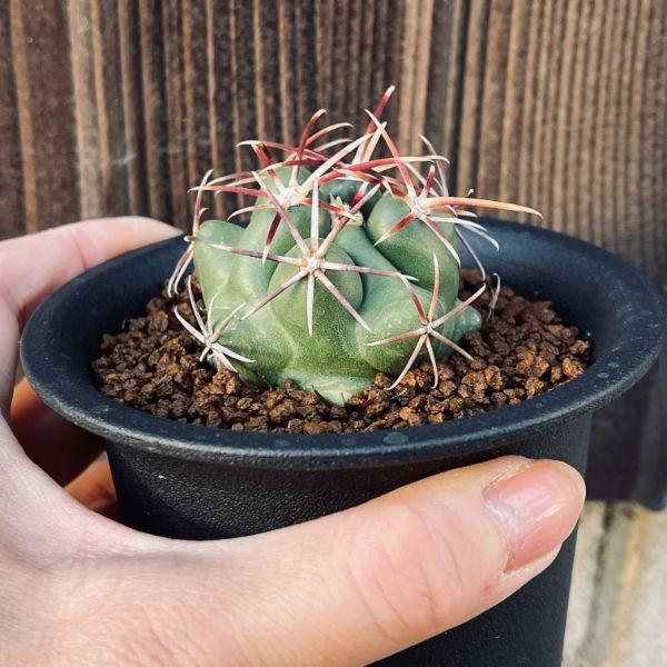 サボテン：テロカクタス 紅鷹 T氏実生*幅4.5cm : 遊恵盆栽 Yahoo!店