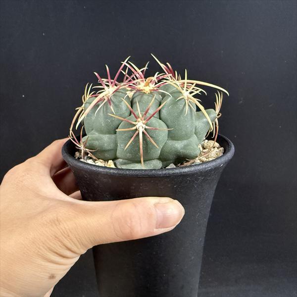 サボテン：テロカクタス 紅鷹 実生*幅8cm : 遊恵盆栽 Yahoo!店