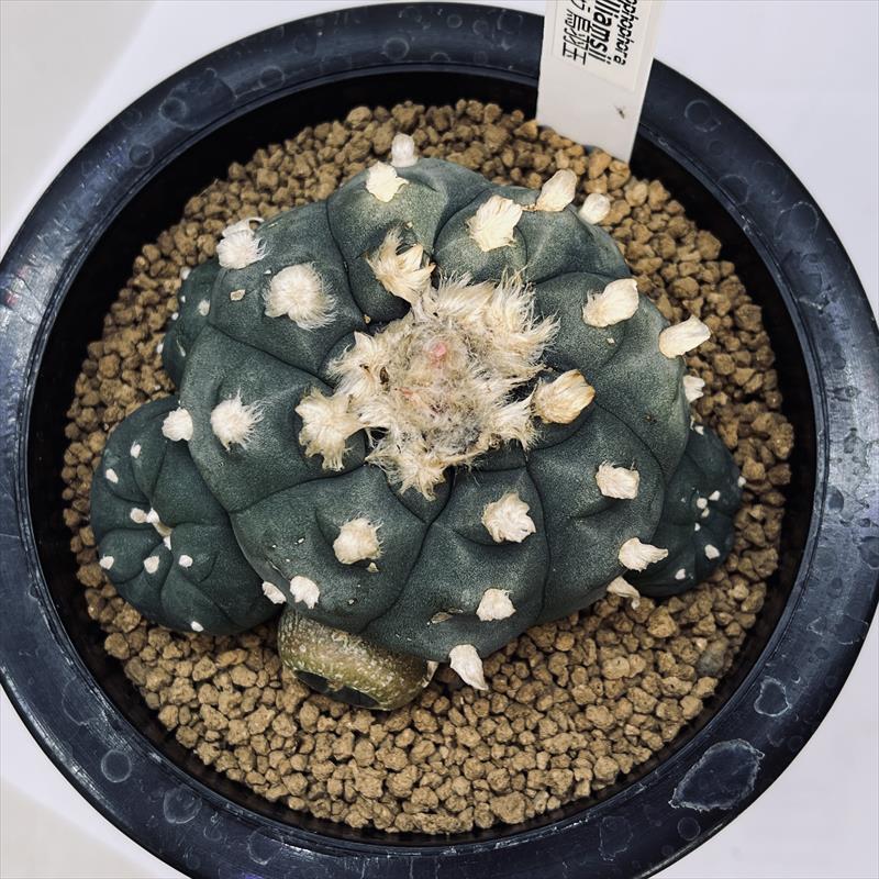 サボテン　ロホホラ　2株 Yahoo!オークション - 疣銀冠玉 2頭 ロホホラ 実生 サボテン