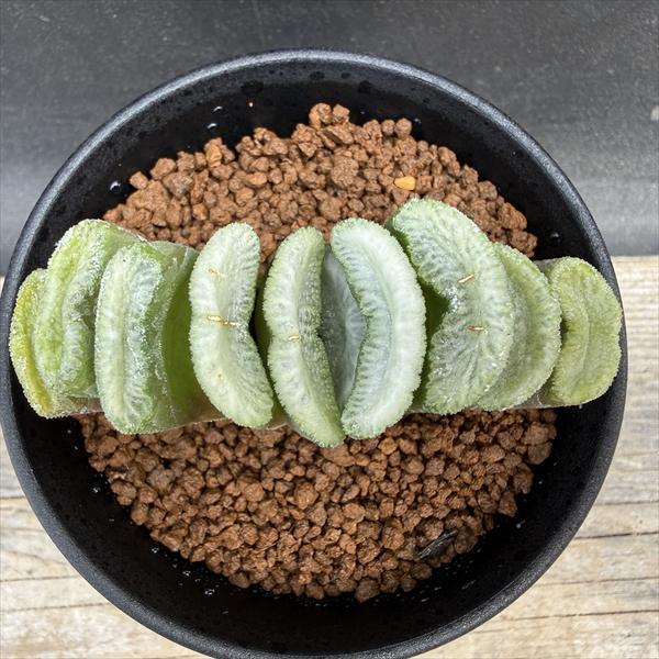多肉植物：ハオルチア 緑窓玉扇*幅8cm : 遊恵盆栽 Yahoo!店 - 通販