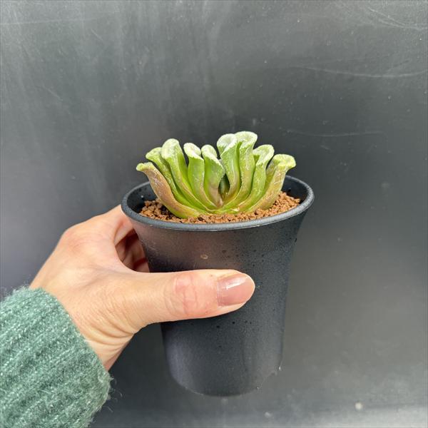 多肉植物：ハオルチア 緑窓玉扇*幅8cm : 遊恵盆栽 Yahoo!店 - 通販
