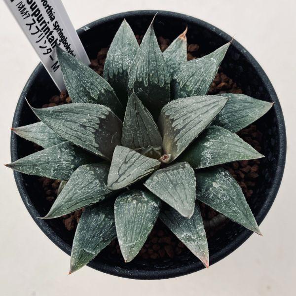 多肉植物：ハオルチア スプリンター*M 幅8cm : 遊恵盆栽 Yahoo!店