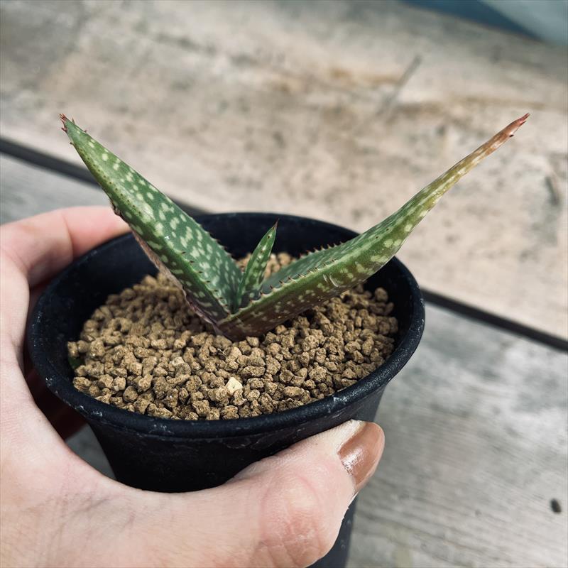 多肉植物：アロエ ピクタ*M 幅10cm : 遊恵盆栽 Yahoo!店 - 通販