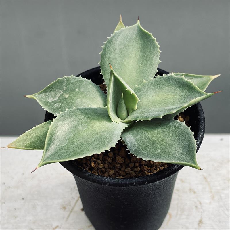 多肉植物：アガベ イシスメンシスhyb.*幅10cm : 遊恵盆栽 Yahoo!店