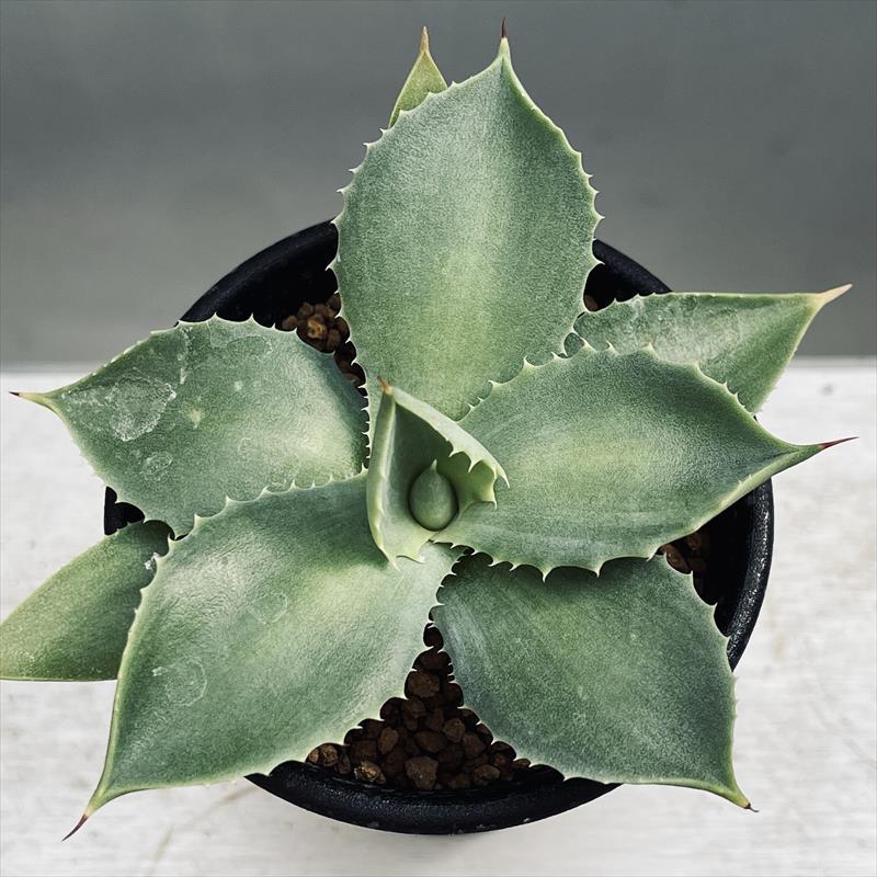 多肉植物：アガベ イシスメンシスhyb.*幅10cm : 遊恵盆栽 Yahoo!店