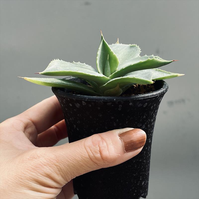 多肉植物：アガベ イシスメンシスhyb.*幅10cm : 遊恵盆栽 Yahoo!店