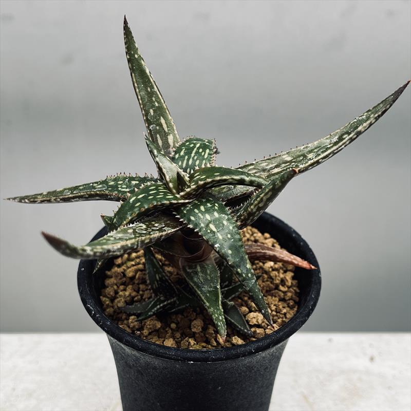 多肉植物：アロエ ジュクンダ*M 幅8cm : 遊恵盆栽 Yahoo!店 - 通販