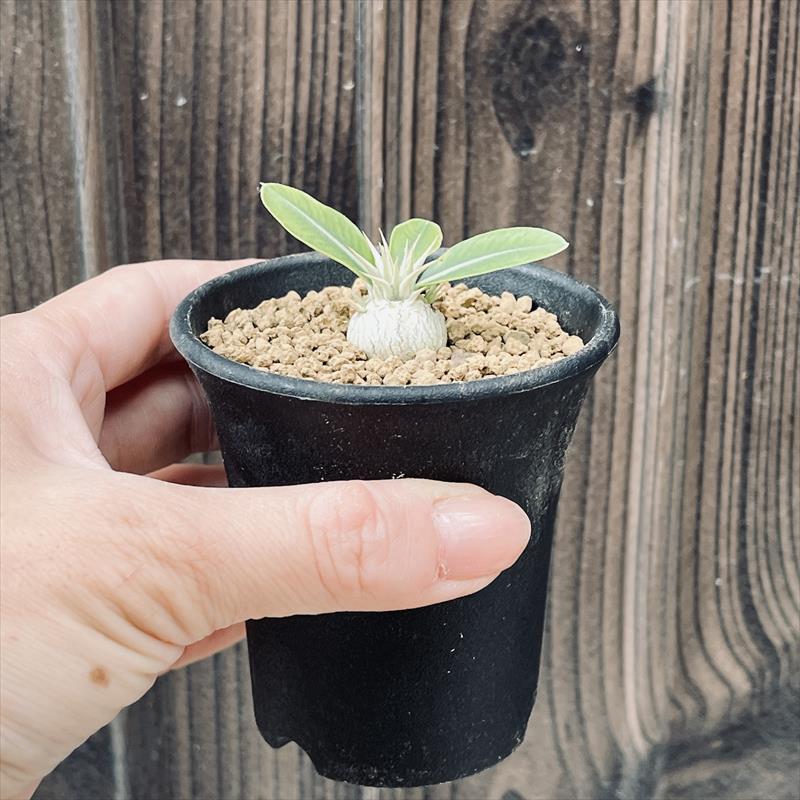 パキポディウム　レウコキサンツム　実生5年目　恵比寿笑い　塊根植物 パキポディウム レウコキサンツム 実生5年目 恵比寿笑い 塊根植物